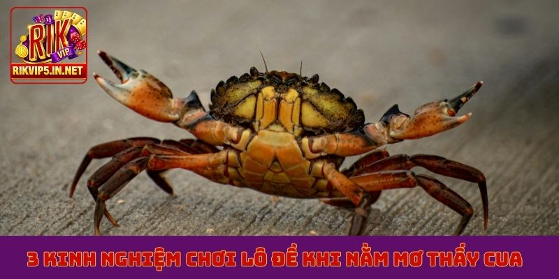 3 kinh nghiệm chơi lô đề khi nằm mơ thấy cua