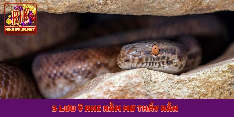 3 lưu ý khi nằm mơ thấy rắn