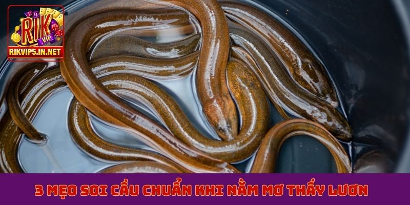 3 mẹo soi cầu chuẩn khi nằm mơ thấy lươn