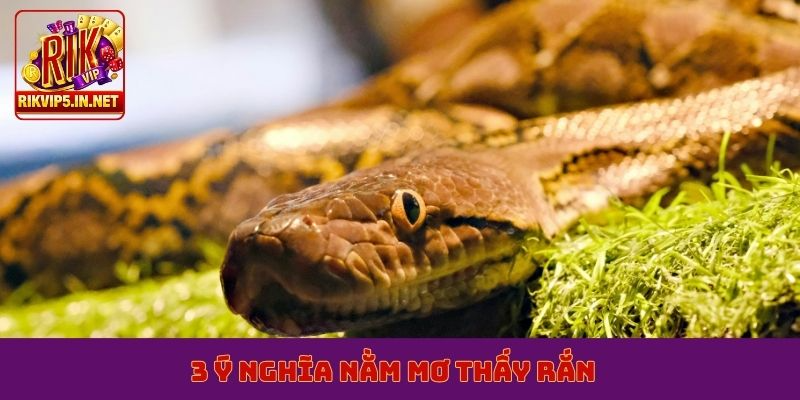 3 ý nghĩa nằm mơ thấy rắn