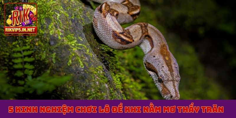 5 kinh nghiệm chơi lô đề khi nằm mơ thấy trăn