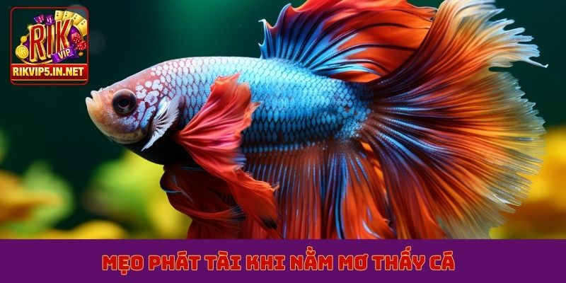 Mẹo phát tài khi nằm mơ thấy cá