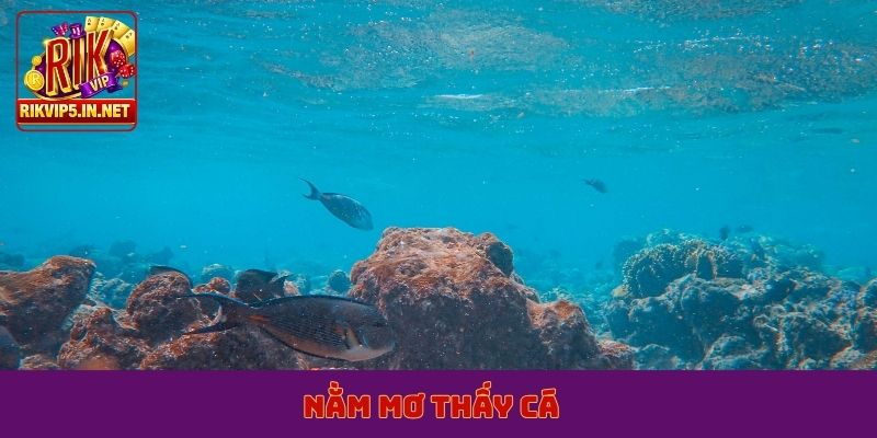 nằm mơ thấy cá