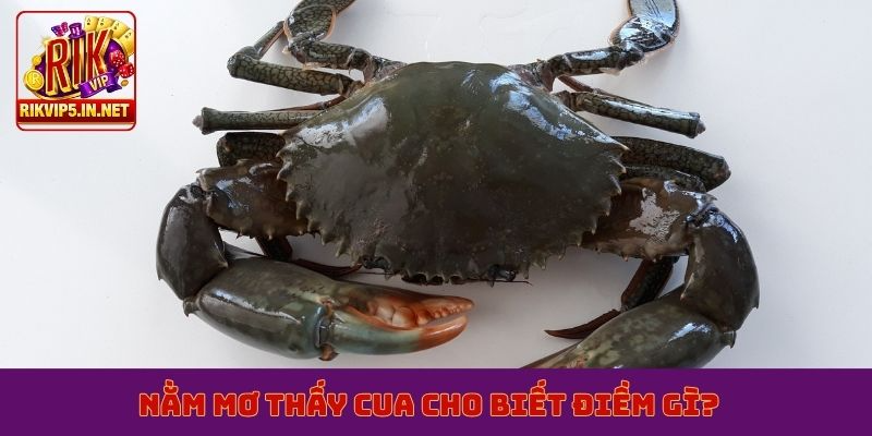 Nằm mơ thấy cua cho biết điềm gì?