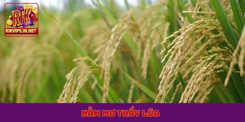 nằm mơ thấy lúa