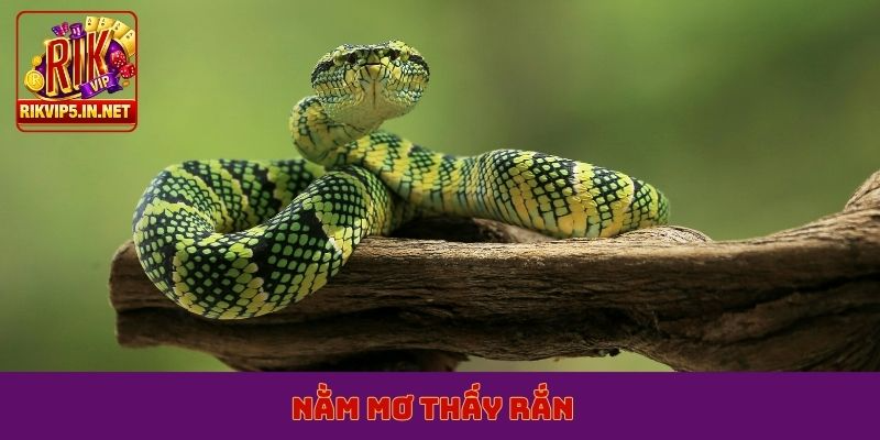 nằm mơ thấy rắn