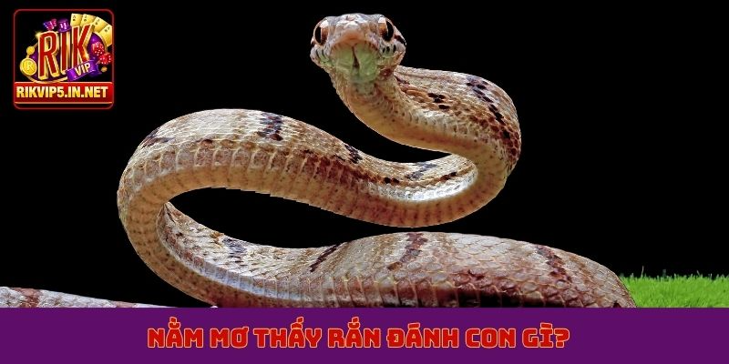 Nằm mơ thấy rắn đánh con gì?